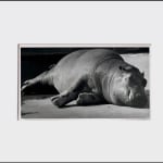 Wolfgang Suschitzky, Gorillas (Kingdom of The Beasts) , 1956