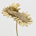 Nona Inescu, Common Daisy (Bellis perennis) IV, 2024