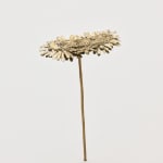 Nona Inescu, Common Daisy (Bellis perennis) IV, 2024