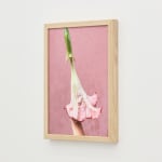 Nona Inescu, Common Daisy (Bellis perennis) IV, 2024