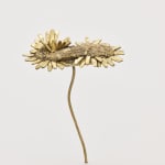 Nona Inescu, Common Daisy (Bellis perennis) IV, 2024