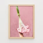 Nona Inescu, Common Daisy (Bellis perennis) IV, 2024