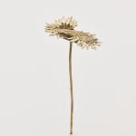 Nona Inescu, Common Daisy (Bellis perennis) IV, 2024