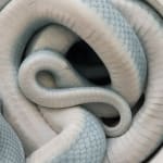 Boo Saville, Emerge (Quarantine), 2020