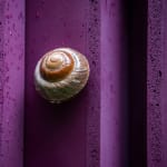 Cornelia Baltes, oh-OH, 2022