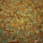 Adger Cowans, Untitled, c. 1970s