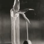 André Kertész, Melancholic Tulip, 1939