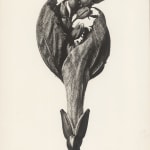 Karl Blossfeldt, Anemone, Pulsatilla, 1920
