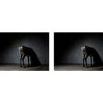 Ruben Bellinkx, Stasis, 2013