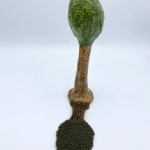 Julie Arkell, Wood & Smoke Brooch, 2025