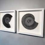 Hannah White, Ammonite Shadow: Asteroceras Curl, 2023