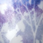 Verity Pulford, Small Algae Bowl (Blue & Purple), 2024