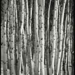 William Black, Japanese Waves, 1966