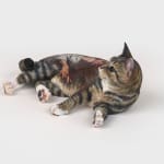 Huang Hai-Hsin 黄海欣, Not My Dog (Dog Olympic #2) 不是我的狗（犬类奥运会#2）, 2021