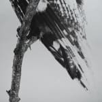 Luca Campestri 卢卡·坎佩斯特里, Like velvety scars 像天鹅绒般的伤痕, 2025