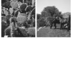 Luca Campestri 卢卡·坎佩斯特里, Necromass 长眠物, 2025