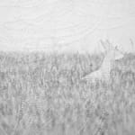 Luca Campestri 卢卡·坎佩斯特里, Like velvety scars 像天鹅绒般的伤痕, 2025