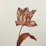rust colored tulip