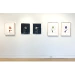 five works hanging on wall - 3 colored tulips, and 2 black and white tulips
