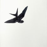 black and white swallows on large sheet of paper