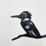 black and white kingfisher on a twig