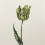 green tulip