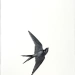 black and white swallows on large sheet of paper