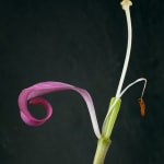 Photograph of lily, just one petal, pistil and stamen