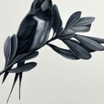 black and white swallow on branch with leaves