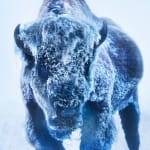 David Yarrow, Worth Avenue (Color), 2025