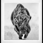 David Yarrow, Worth Avenue (Color), 2025