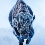 David Yarrow, Worth Avenue (Color), 2025
