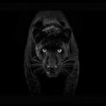 David Yarrow, Black Magic (Color), 2025