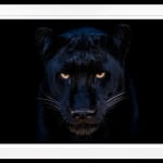 David Yarrow, The Black Panther Club, 2025
