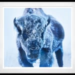 David Yarrow, Worth Avenue (Color), 2025