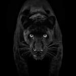 David Yarrow, Black Magic (Color), 2025