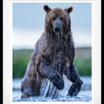 David Yarrow, The Salmon Run (Color), 2025