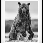 David Yarrow, The Salmon Run (Color), 2025