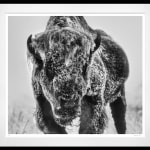 David Yarrow, Worth Avenue (Color), 2025