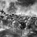 David Yarrow, Worth Avenue (Color), 2025