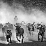 David Yarrow, Worth Avenue (Color), 2025