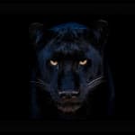 David Yarrow, The Black Panther Club, 2025