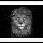 David Yarrow, The Lion (Color), 2025