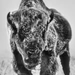 David Yarrow, Worth Avenue (Color), 2025