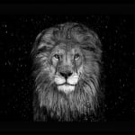 David Yarrow, The Lion (Color), 2025