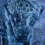 David Yarrow, 25 Degrees Below (Color), 2026