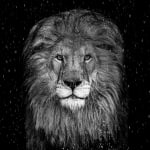 David Yarrow, The Lion (Color), 2025