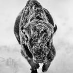David Yarrow, Worth Avenue (Color), 2025