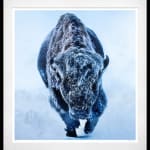 David Yarrow, Worth Avenue (Color), 2025