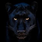 David Yarrow, The Black Panther Club, 2025